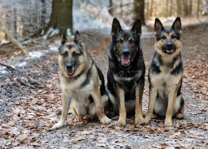 Holiday home Drevenice Osádka